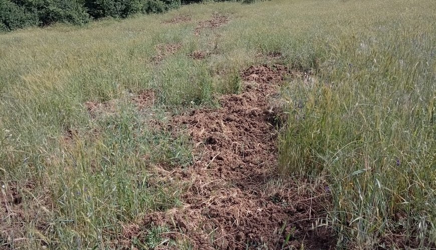 Kənd sakinləri çöl donuzlarının hücumundan təşvişə düşüb – Nazirlik hərəkətə keçdi – FOTOLAR