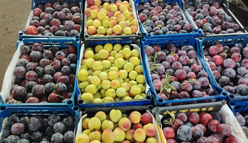 Bazarda meyvə-tərəvəzin qiyməti necədir?- Reportaj