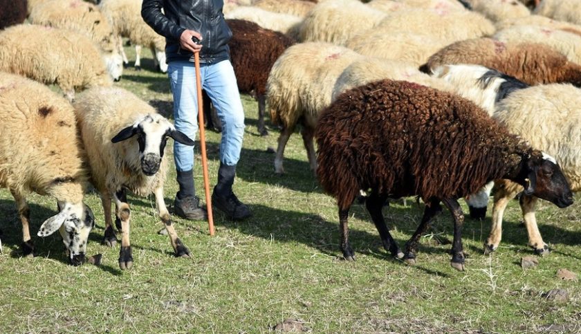 “Əvvəllər də bir-iki qoyun satıb evdən gedib” – İtən gənc çobanla bağlı yeni TƏFƏRRÜAT – VİDEO