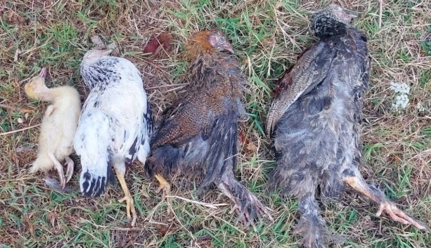 Cənubda ev quşları kütləvi tələf olur – təhlükəli virus yayılır?