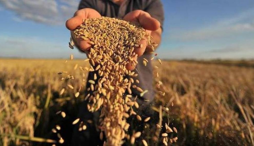 Buğda böhranı – nə qədər ehtiyatımız və ehtiyacımız var?