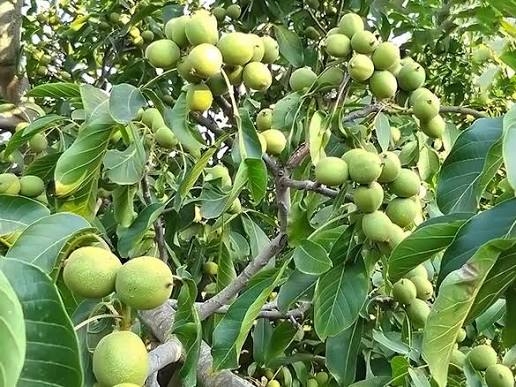 Cır qozlar, cırtqoz darğalar