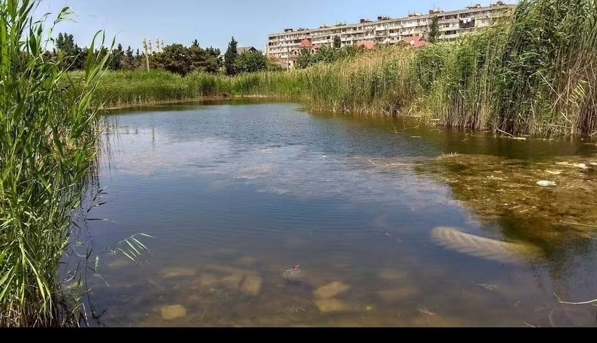 Bir vaxtlar qu quşlarının üzdüyü “Pitomnik” bağı baxımsız vəziyyətdə – FOTOLAR