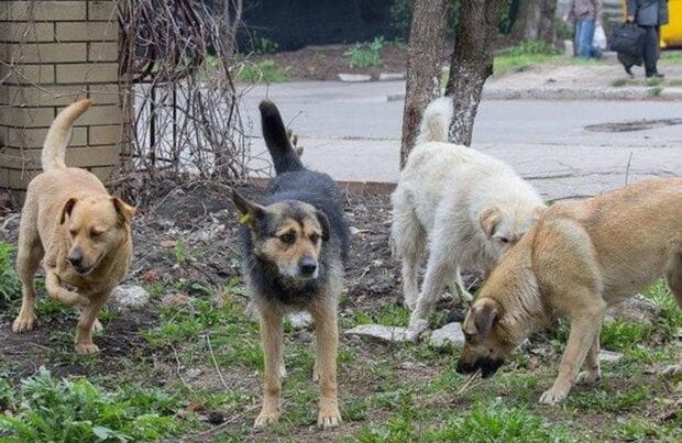 İt dişləməsi ilə bağlı QORXUNC statistika – “Bu, artıq SOS siqnalıdır…”