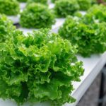 Rusiyaya kahı adı ilə marixuana aparırdılar