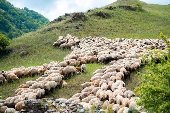 Fermer təsərrüfatları Kəlbəcərdən geri qayıdır