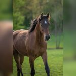 Azərbaycandan Qazaxıstana TIR-larla at daşınır – VİDEO