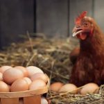 Yumurta bazarında qış bahalaşması erkən başladı: Xərclər qiymətə təsir edir