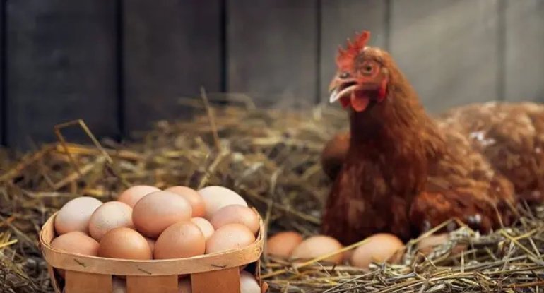Yumurta bazarında qış bahalaşması erkən başladı: Xərclər qiymətə təsir edir