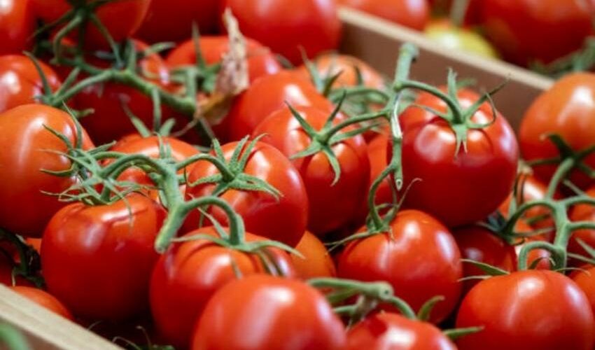 Pomidor xaricə daha BAHA satılır – Daxildəki qiymətlər isə…