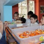 Məktəb bufetlərində CİDDİ problemlər